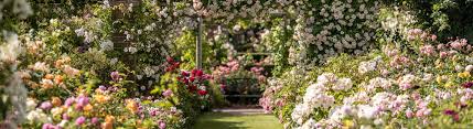 Find the perfect english rose garden stock photo. David Austin Rose Gardens