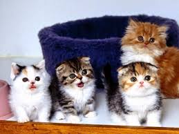 The idea inikah anak kucing paling comel di dunia? Gambar Kucing Comel Dan Cute A Logamaya Kucing Comel 1521x1519 Download Hd Wallpaper Wallpapertip