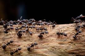 Auch ohne den einsatz chemischer mittel gelingt es ihnen, die ameisen wirkungsvoll zu beseitigen bzw. Ameisen Im Dachbalken So Reagieren Sie Richtig