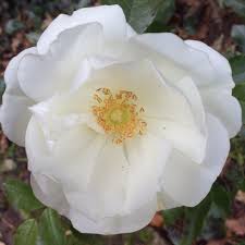 rosa flower carpet white rose