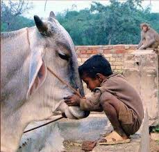 i love cow. india is greatest country for cow pooja. — Steemit
