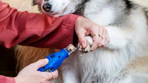 new tool for pet care trim nails the
