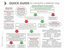 Diabetic Dog Insulin Flow Chart Quick Guide From Facebook