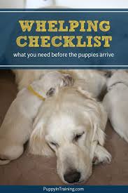 Whelping Checklist What Supplies Do You Need Before Your