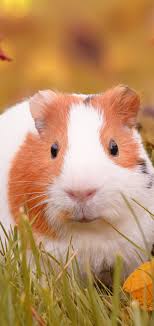 guinea pig phone wallpaper mobile abyss