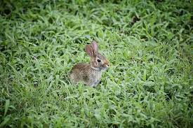 Do Marigolds Keep Rabbits Away