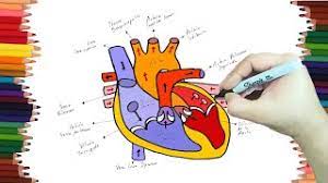 Es una membrana interna muy delgada que recubre las cavidades cardíacas (aurículas y ventrículos).; Como Dibujar Un Corazon Y Sus Partes Paso A Paso Y Muy Facil Dibujos Para Colorear Youtube