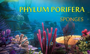 Phylum Porifera General Characteristics And Classification