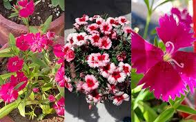Top 21 Winter Flowers In India