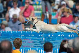take your water loving dog dock diving
