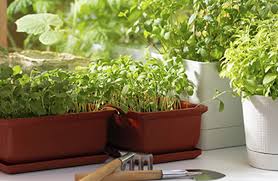 Herbs To Grow In Winter Abc Gardening