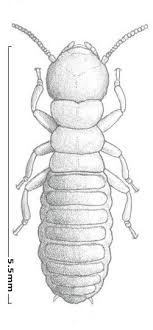 How Big Are Termites A Termite Size Guide