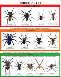 Spider Chart Fixed Imgur