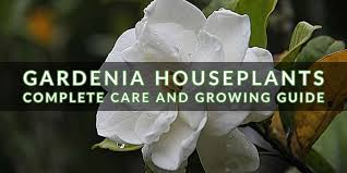 Gardenia Houseplants Complete Growing