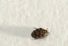 do carpet beetles travel with you find