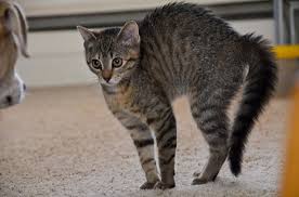 A cat's tail is tremendously communicative, thanks to how mobile it is. Why Do Cats Puff Their Tails