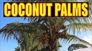 coconut palms south florida native