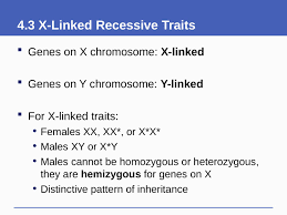 Can a recessive trait be on the y chromosome recessive traits may skip generations and will affect both genders equally. Slides Show
