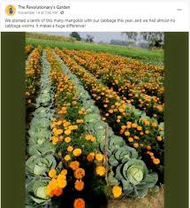 do marigolds stop cabbage worms is