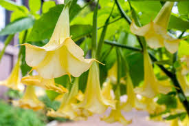 Mixed angel trumpet live plant, angel trumpet, pink angel trumpet, apricot angel trumpet, yellow angel trumpet, trumpet. Brugmansia Plant Care Growing Guide