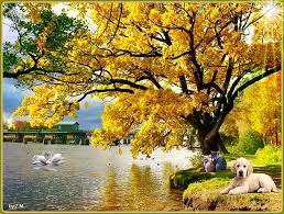 Page 11 | HD cat in autumn wallpapers | Peakpx