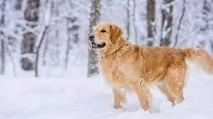 Caring for your Dogs in Snow & Cold Temperatures | Medivet