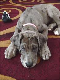 Looking for a puppy or dog in colorado? Great Dane Puppies For Sale Denver