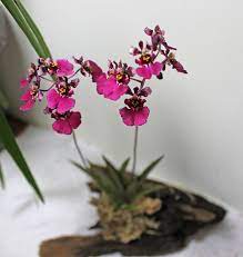 orchids tolumnia red berry blooming
