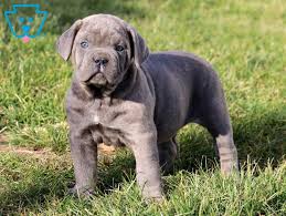 Our gorgeous cane corso sally had 12 puppies but we are keeping one girl. Bruno Cane Corso Puppy For Sale Keystone Puppies Cane Corso Puppies Puppies Cane Corso