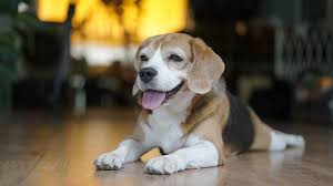 pocket beagle dog breed guide info