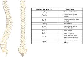 spinal cord injury springerlink