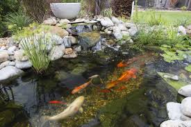 backyard ecosystem pond projects fl