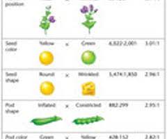 bio chapter 9 flashcards quizlet