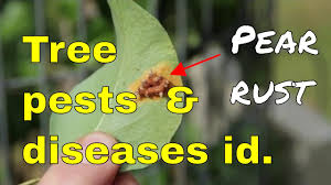tree diseases pests pear rust