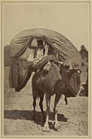 The camel was so stupid that he used to eat sticks, thorns, tamarisks, milkweed and prickles. The Project Gutenberg Ebook Of Zigzag Journeys In The Camel Country By Samuel M Zwemer And Amy E Zwemer