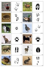 Dezember 2020 | die größte übersicht mit gutscheinen und coupons zum ausdrucken im internet im supermarkt oder der. 79d00c50af4565fb2f16c478b5733f20 Jpg 1 800 2 700 Pixeles Animal Tracks Montessori Activities Animal Footprints