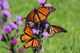 Monarch Butterfly 2018 Population Down By 14 8 Percent The
