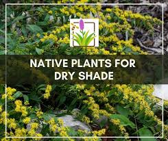 Native Plants For Dry Shade In Our