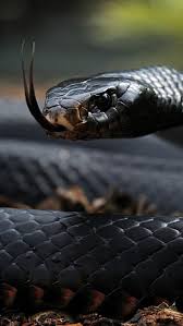 snake king cobra snake hd phone