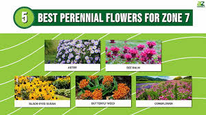 5 best perennial flowers for zone 7
