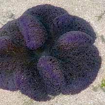 carpet anemone stictyla haddoni