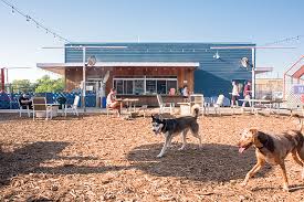 5 awesome dog friendly restaurants and