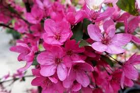 This can amount to between 500 to 1,000 hours, depending on the apple cultivar. 10 Beautiful Pink Flowering Trees Urban Garden Gal