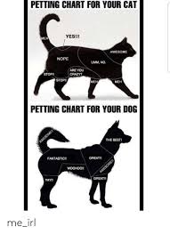 Petting Chart For Your Cat Yes Me Awesome Nope Umm No Are