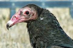 do-turkey-vultures-only-eat-dead-things