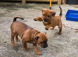 We have staffordshire bull terrier puppies for sale, please support our staffordshire bull terrier breeders! What I Know About Staffies Staffordshire Bull Terriers Are A By Alice Bonasio Medium