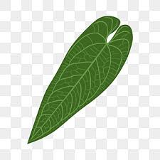 Philodendron Ilration Vector Png