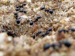 Dennoch sind ameisen nützlich im garten, da sie den abbau toter pflanzen unterstützen und zur auflockerung des bodens beitragen. Ameisen Im Garten Biologisch Bekampfen Berlin De