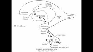 Cerebral Ventricles Csf Draw It To Know It Neuroanatomy