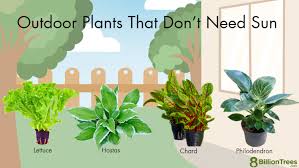 20 plants that don t need sun hard to